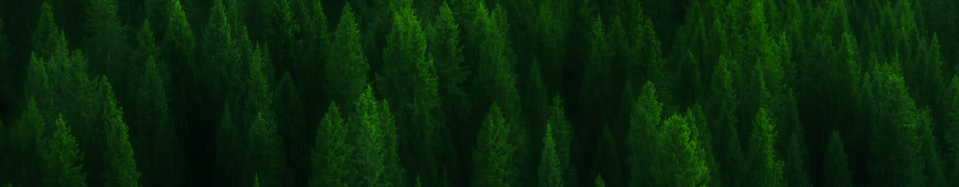 ��ɭ�ӽ羰�۹滮������޹�˾����ͼ